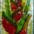 Fused Glass Painting, Haliconia Flowers, Grenada